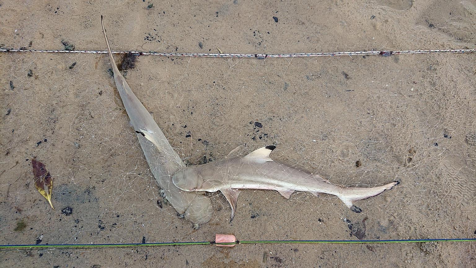 A screenshot taken from videos showing young black-tipped reef sharks entangled in an abandoned gill net found yesterday.