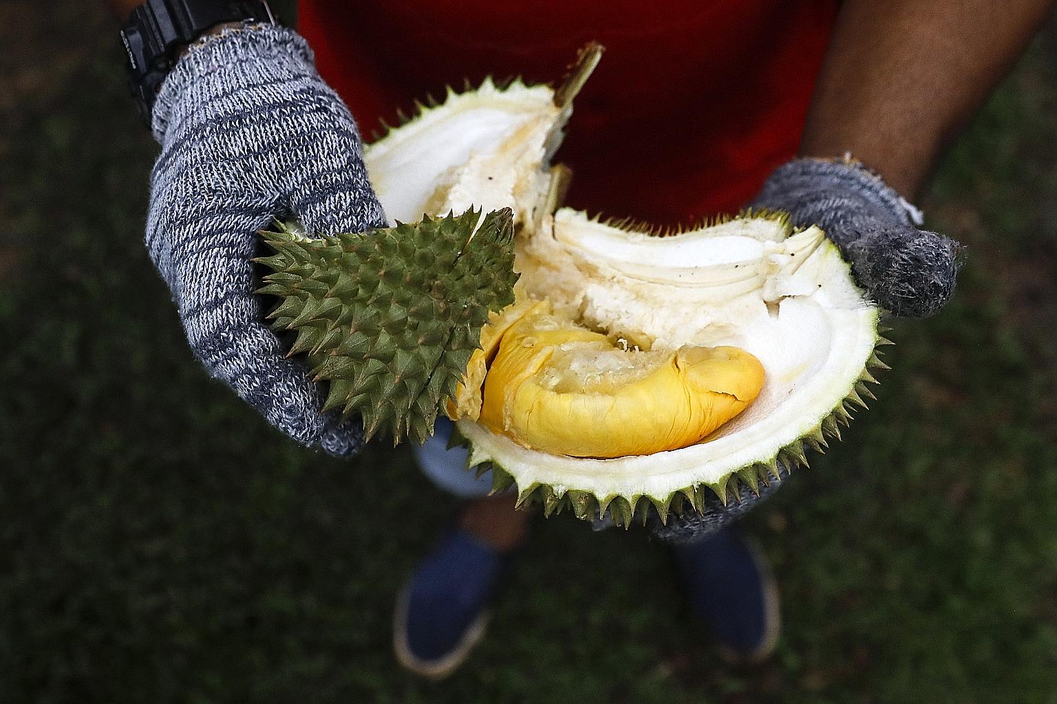 While durians in Singapore are generally safe to eat, food science experts have advised people to practise good hygiene, such as washing their hands after opening the fruit before eating it.