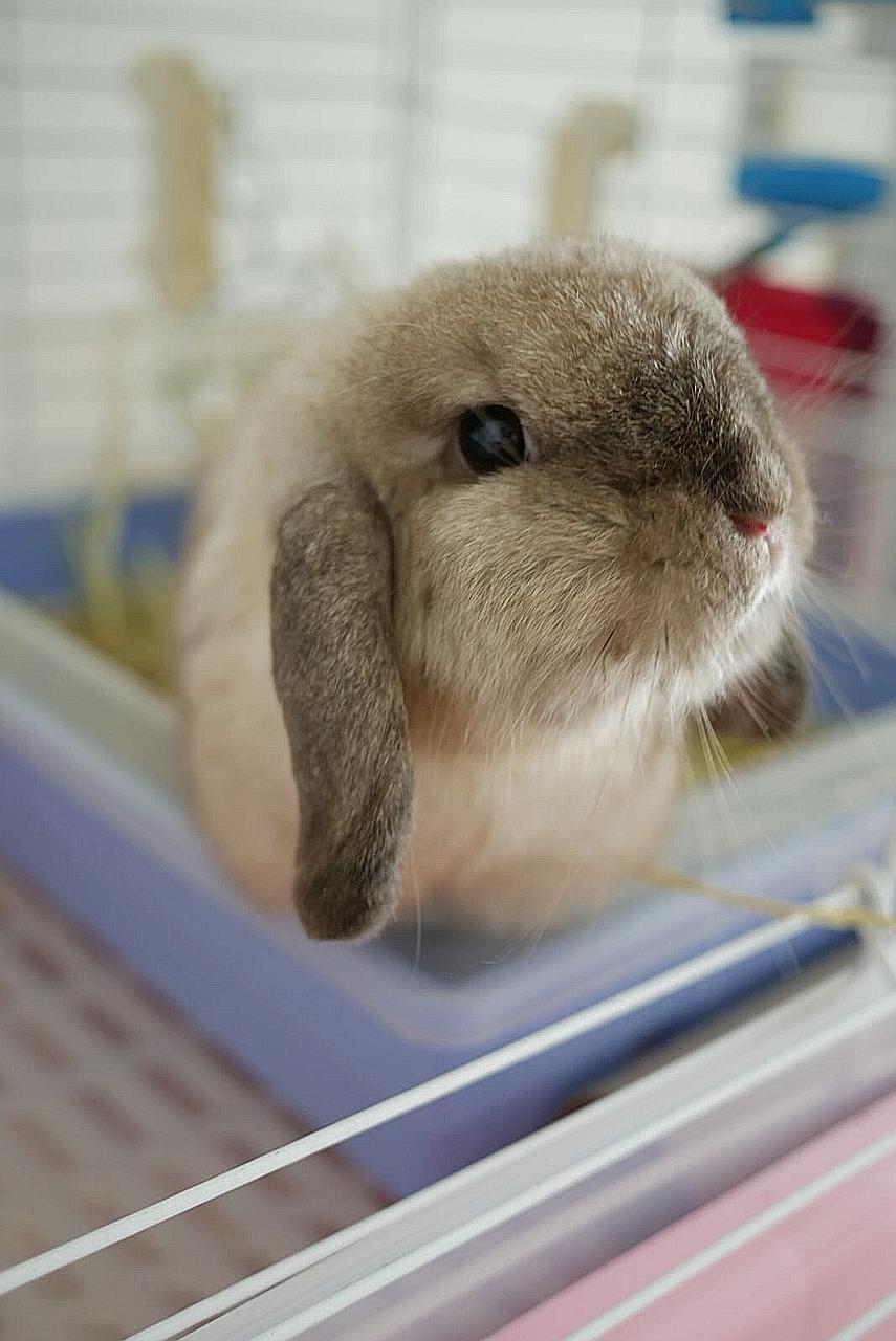 Some rabbits in Singapore were hit last year by rabbit haemorrhagic disease, a viral illness that had never been seen here before. PHOTO: SHUE YIN