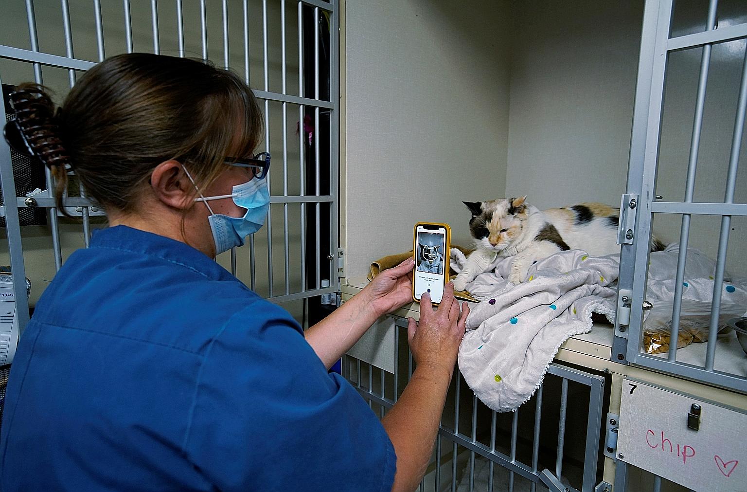 Dr Liz Ruelle using a new app called Tably that reads a cat's face and helps her monitor its health at the Wild Rose Cat clinic in Calgary, Canada's Alberta province.