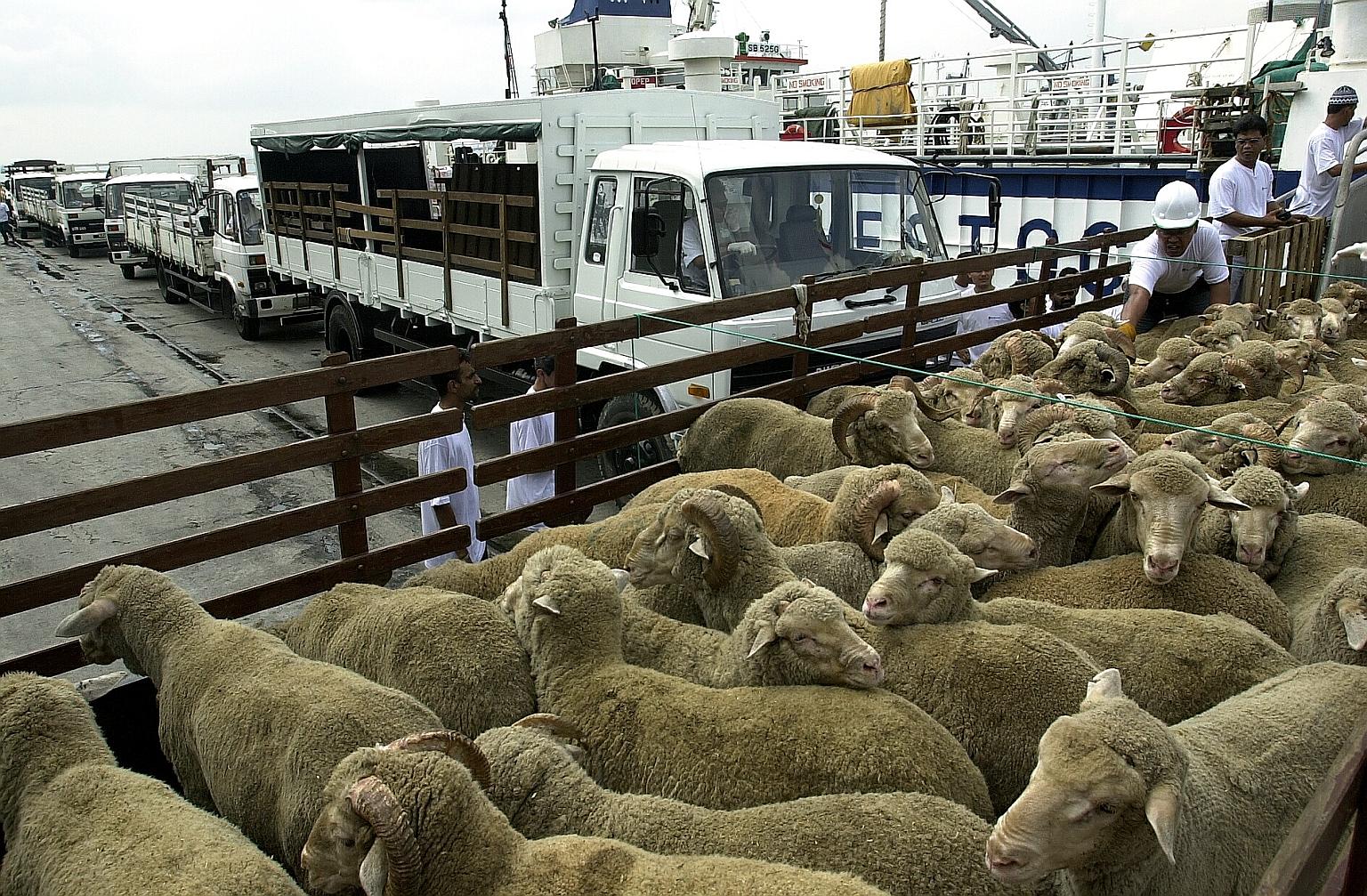 The ritual of korban, which involves the slaughter of livestock, marks the Prophet Ibrahim's exemplary act of sacrifice and obedience to Allah.