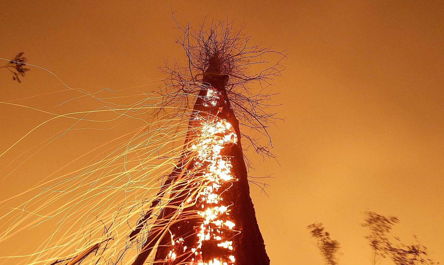 A 2019 file photo showing a tree burning as a tract of the Amazon jungle is cleared by farmers in Brazil's Rondonia state. If planet-warming emissions do not come down to net zero by around 2050, punishing heatwaves, severe coastal flooding events an