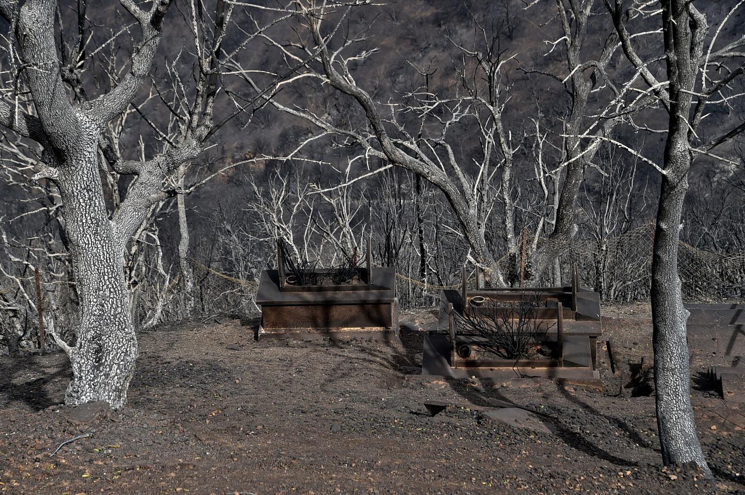 Charred trees were all that remained following a wildfire in Tizi Ouzou district, in Algeria's Kabylie region, on Tuesday. Interior Minister Kamel Beldjoud has accused arsonists of igniting the flames, but he did not provide any evidence.