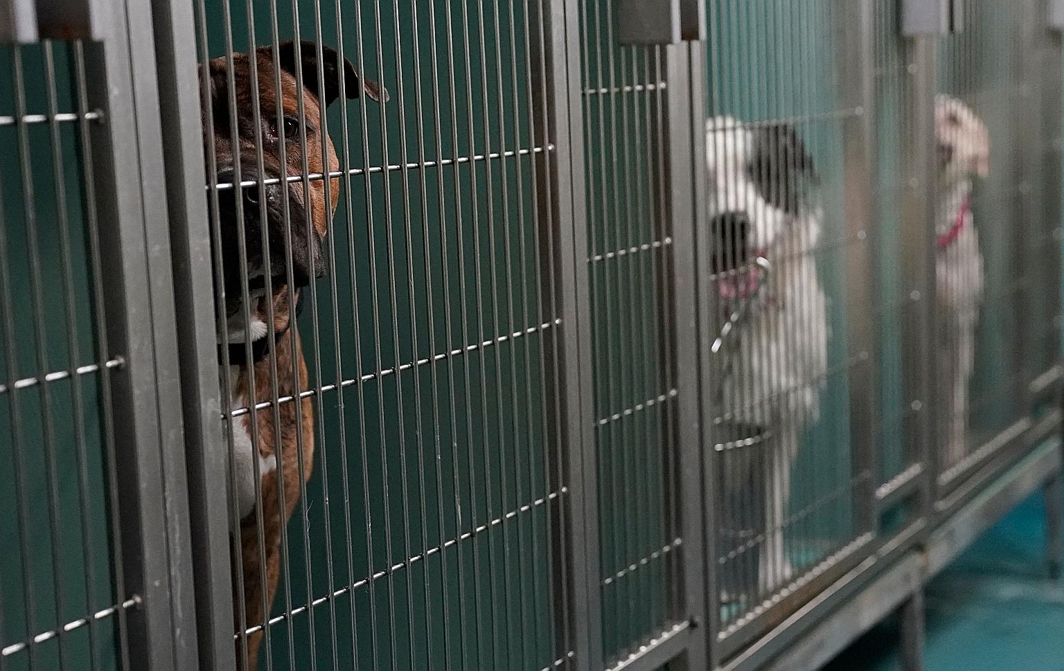 The demand for pet adoption in New York has decreased from last year, and some families are finding it tough to raise a pet after a difficult financial year.