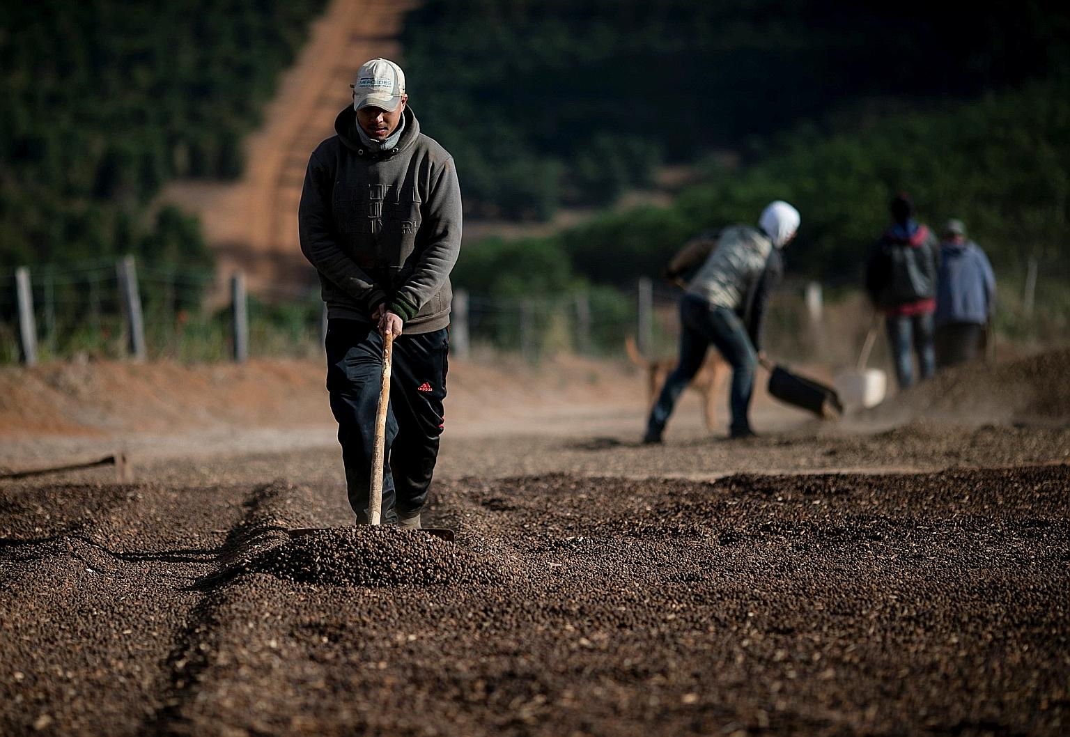 Workers at a farm in Varginha, Brazil, last month collecting coffee burned by frost due to a strong cold snap that hit the south of the top Brazilian producer state of Minas Gerais. Extreme weather has damaged crops in Brazil, the world's largest cof