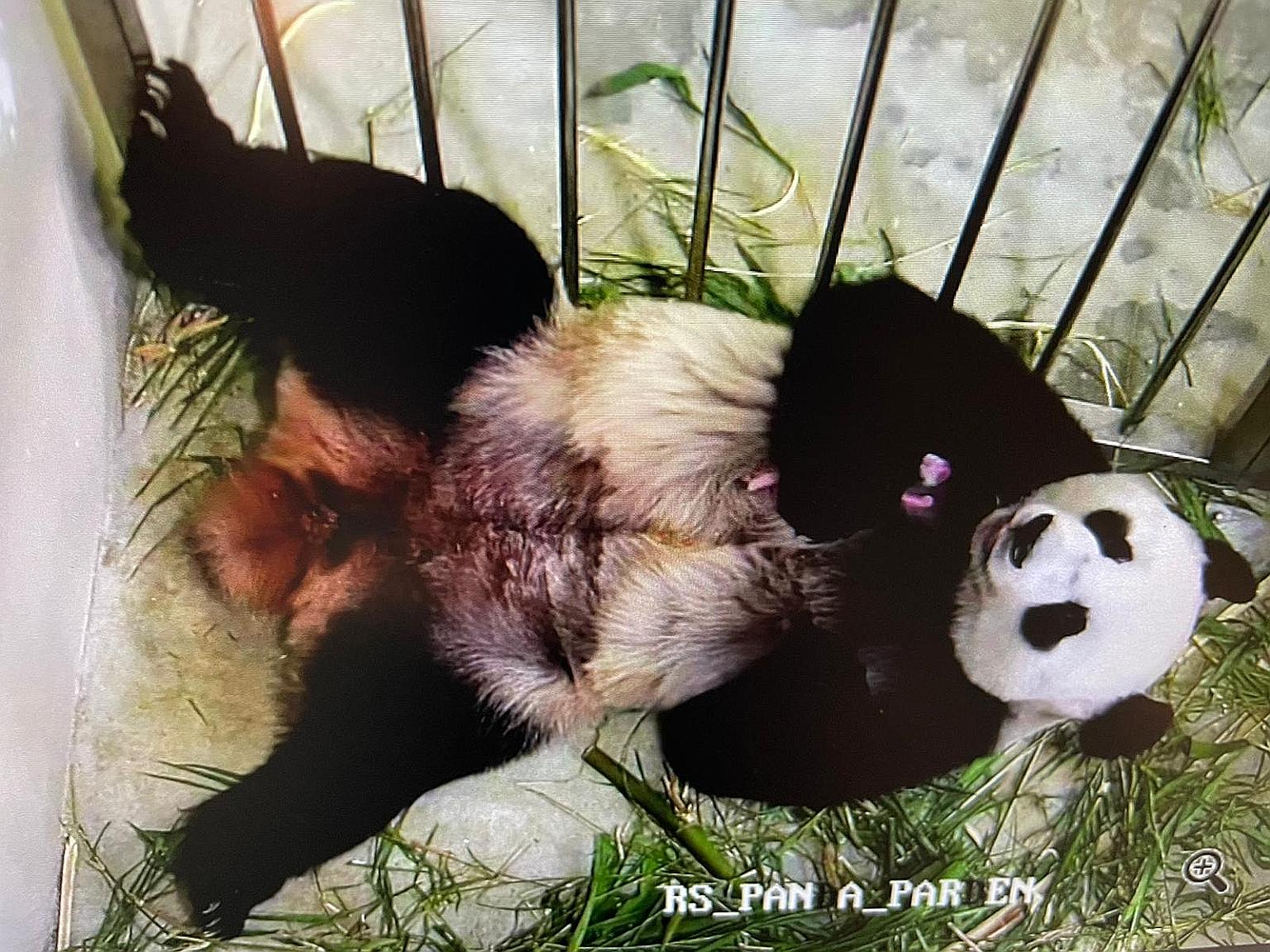 The panda cub, the first to be born in Singapore, being cradled by its mother Jia Jia at the River Safari. Wildlife Reserves Singapore said Jia Jia and her cub are in an off-exhibit den to give them time to nurse and bond. PHOTO: WILDLIFE RESERVES SI