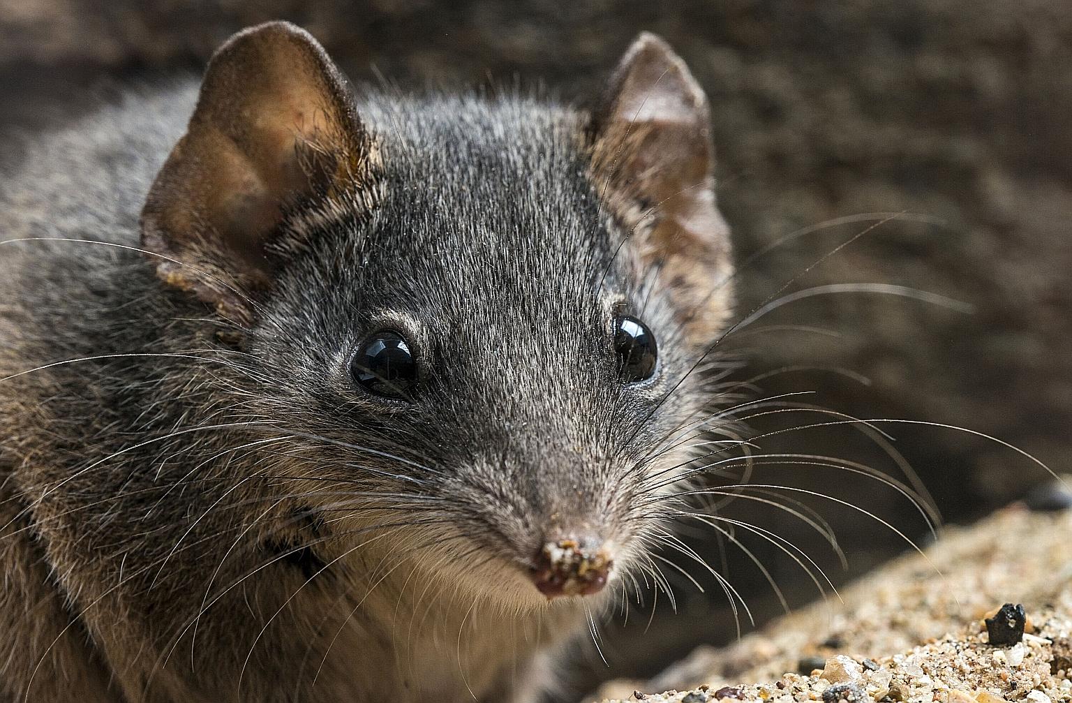 The male silver-headed antechinus dies before it is one year old from the effects of an intense two-week mating season. Females rarely survive to a third breeding season. PHOTO: AGENCE FRANCE-PRESSE