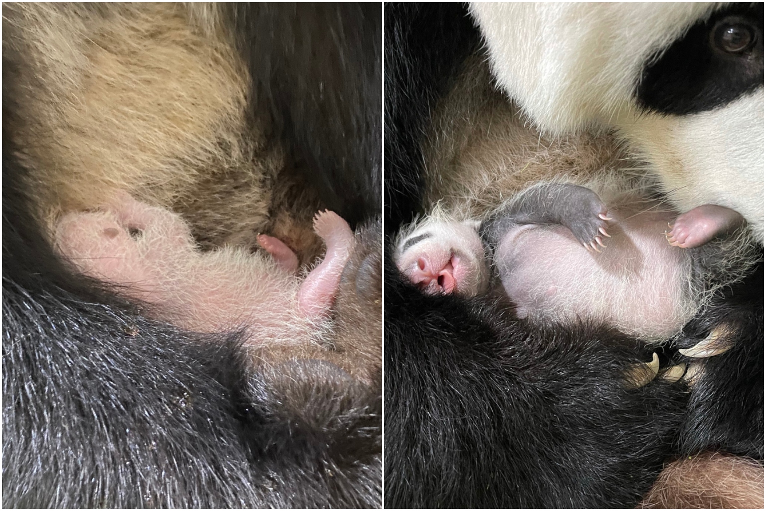 Look how much you've grown: Baby panda's first month | The Straits