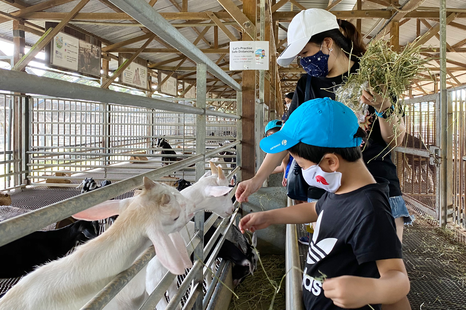 Singapore has a lot more to offer than just food and shopping; there are plenty of family-friendly activities, ranging from farm tours to treks around neighbourhoods and verdant forests.