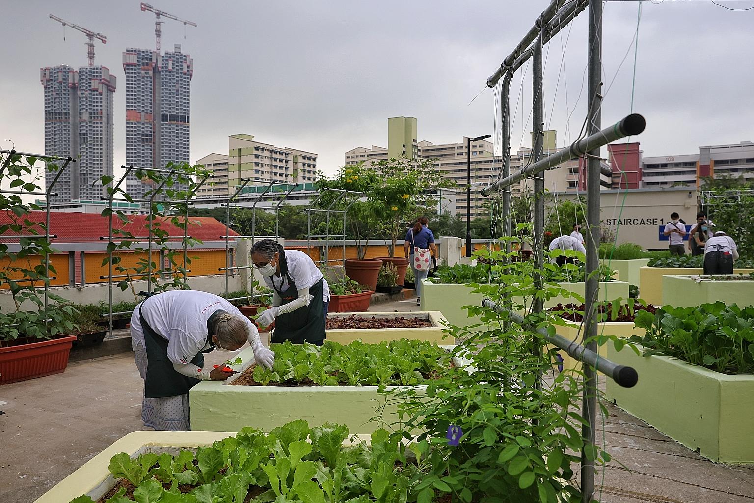 Ms Indranee Rajah, Minister in the Prime Minister's Office and MP for Tanjong Pagar GRC, delivering freshly harvested chye sim from the community garden to Kim Tian West resident Iris Lee yesterday. Kim Tian West residents tending to the community ga
