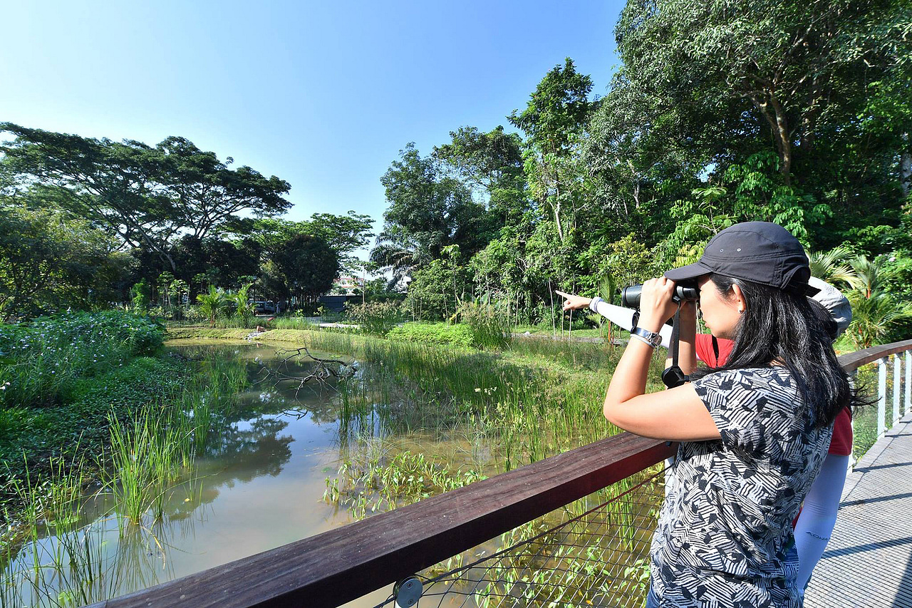 Singapore Joins 130 Countries In Signing Pledge To End Deforestation By ...