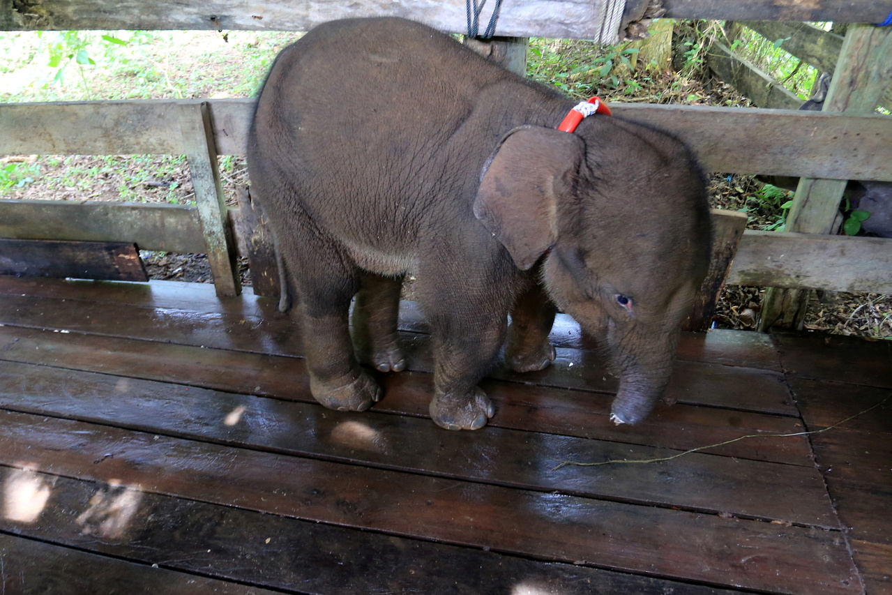 Sumatran elephant calf dies after trunk snared in poacher trap | The  Straits Times