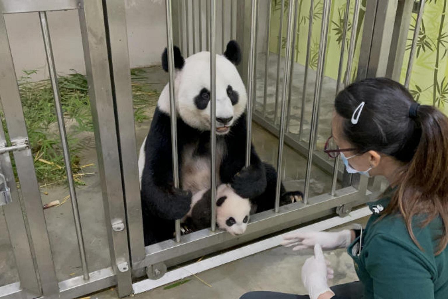 Look how you've grown: S'pore panda cub's milestones over 100 days ...