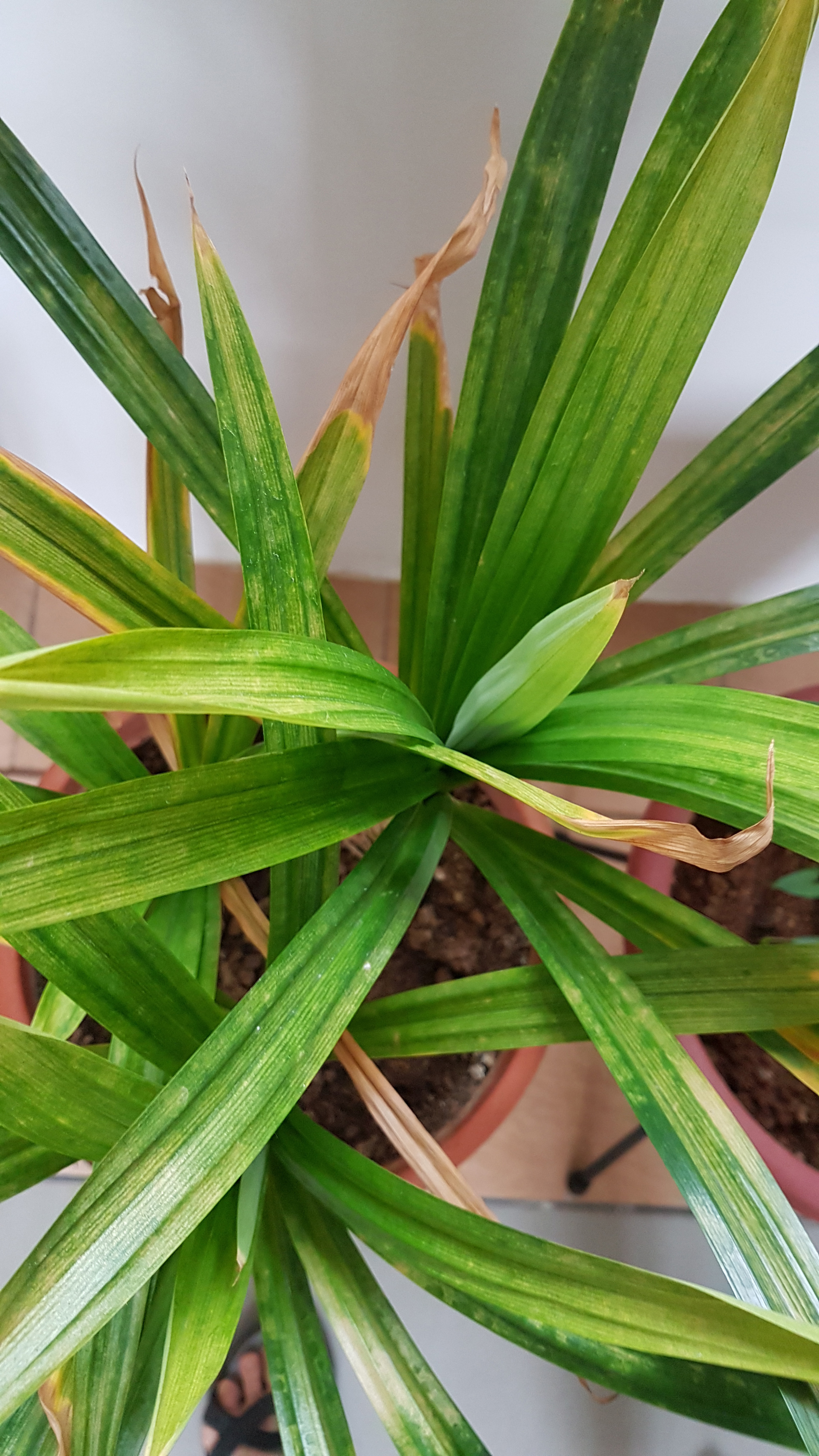 Root Awakening Mahkota Dewa is medicinal, pandan plant care, snail