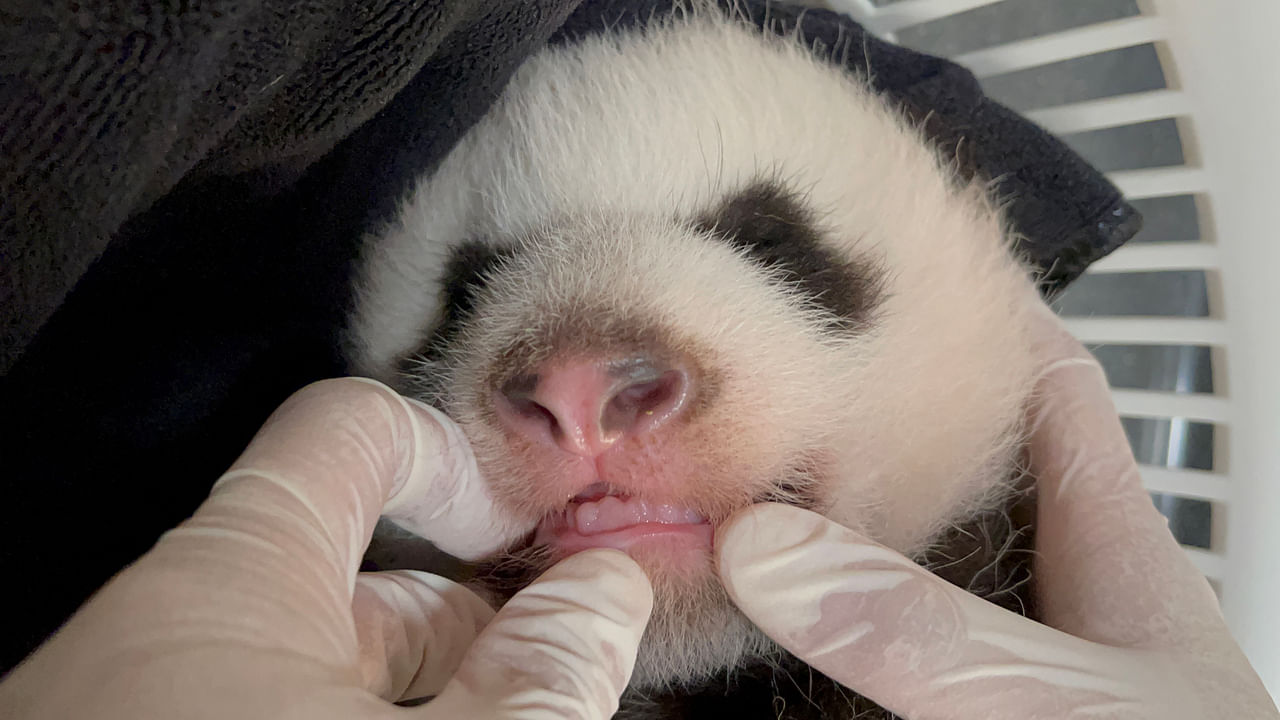 <p>Day 52, Oct 4 2021: Six incisor teeth are spotted on the lower gum line of the panda cub. Giant pandas have two sets of teeth in their lifetime.</p>