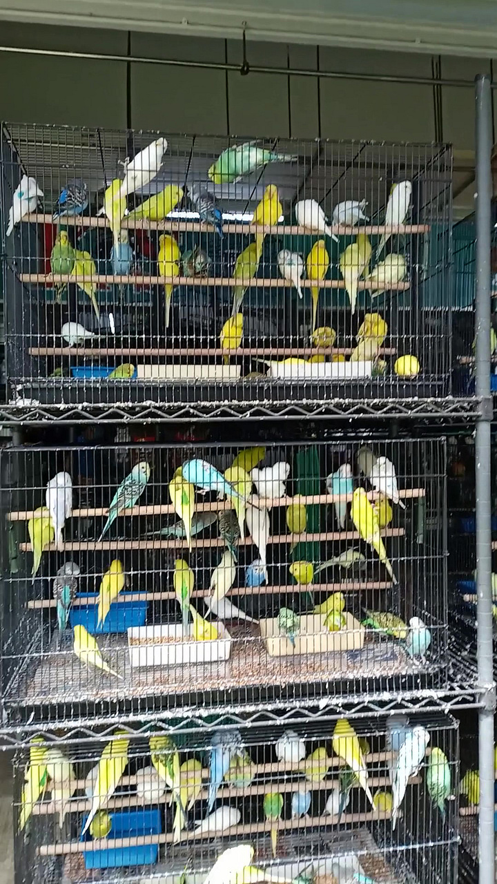 Bird shops sale