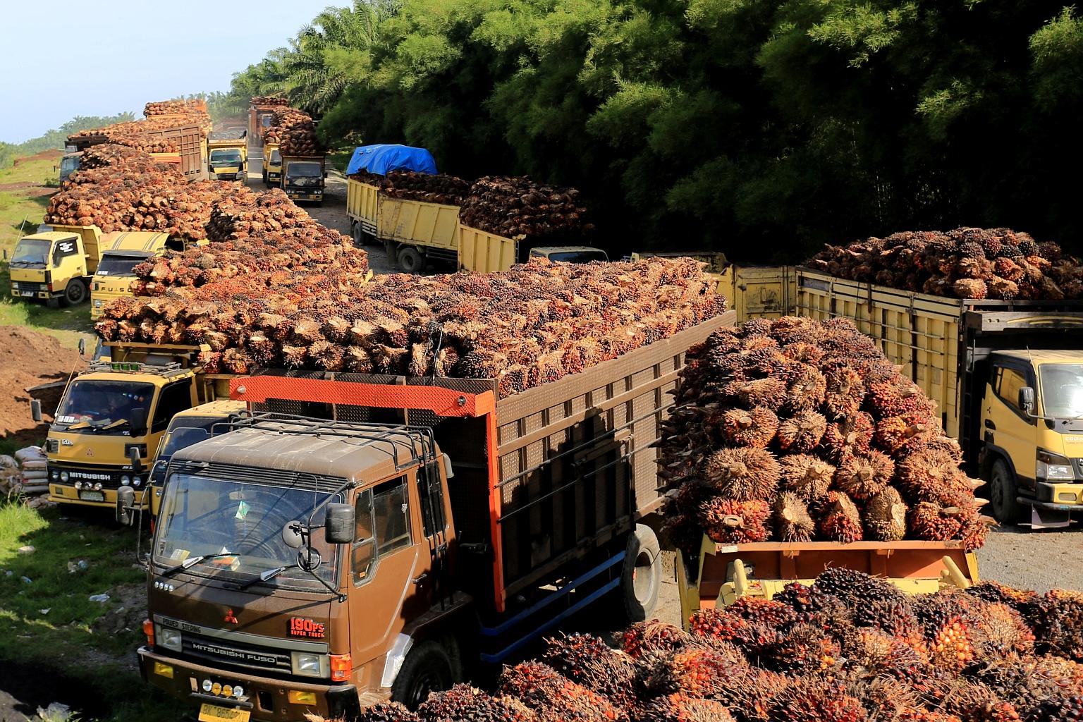 Lines of trucks with palm fruit trying to unload at a factory in West Aceh, Indonesia, on Tuesday. Many trucks were stuck for days outside Indonesian processing mills as storage space for palm oil neared capacity and, with local crop prices slumping 