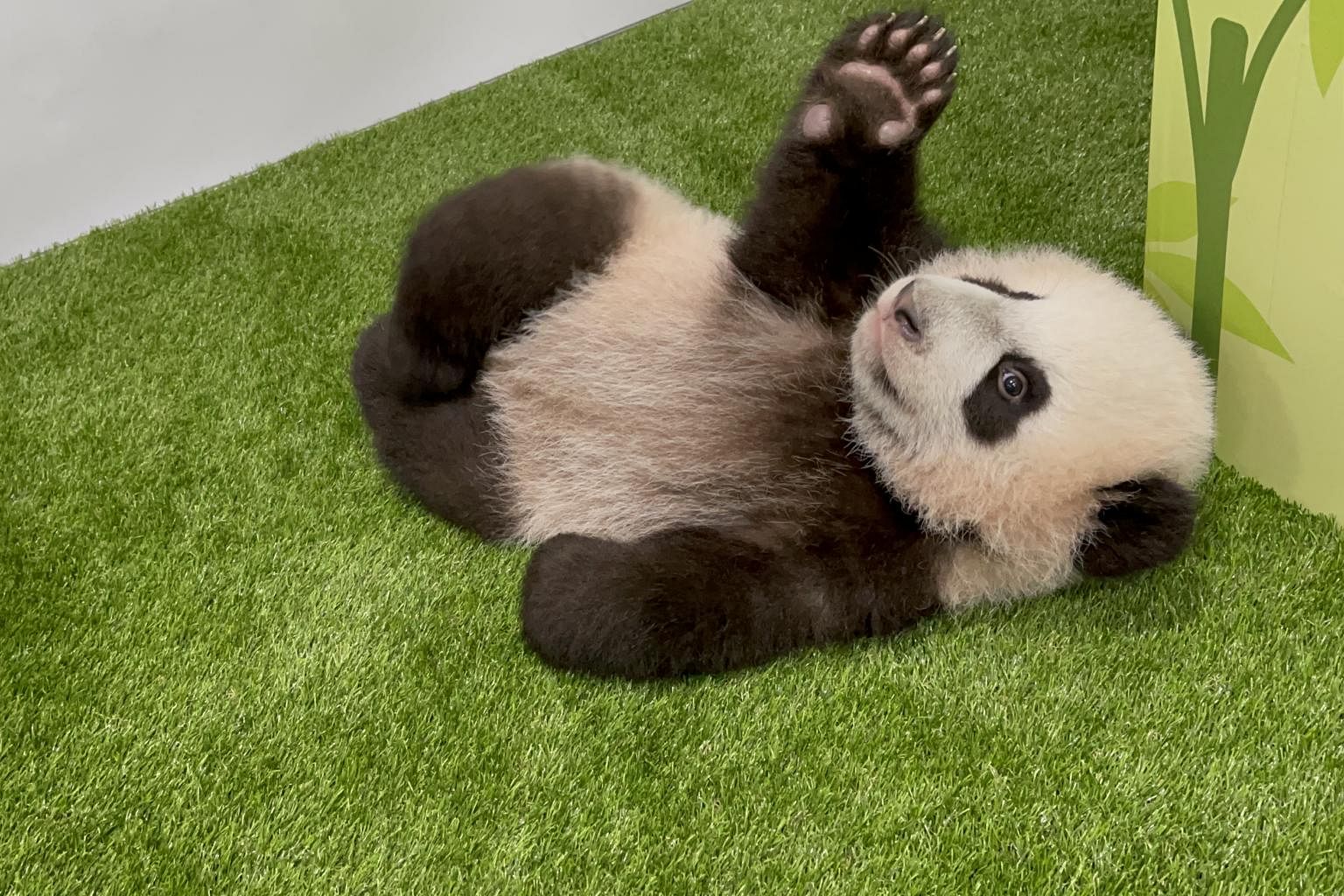le le, first panda cub born in s'pore, celebrates first birthday