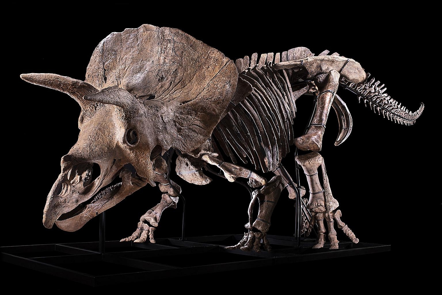 triceratops skull auction