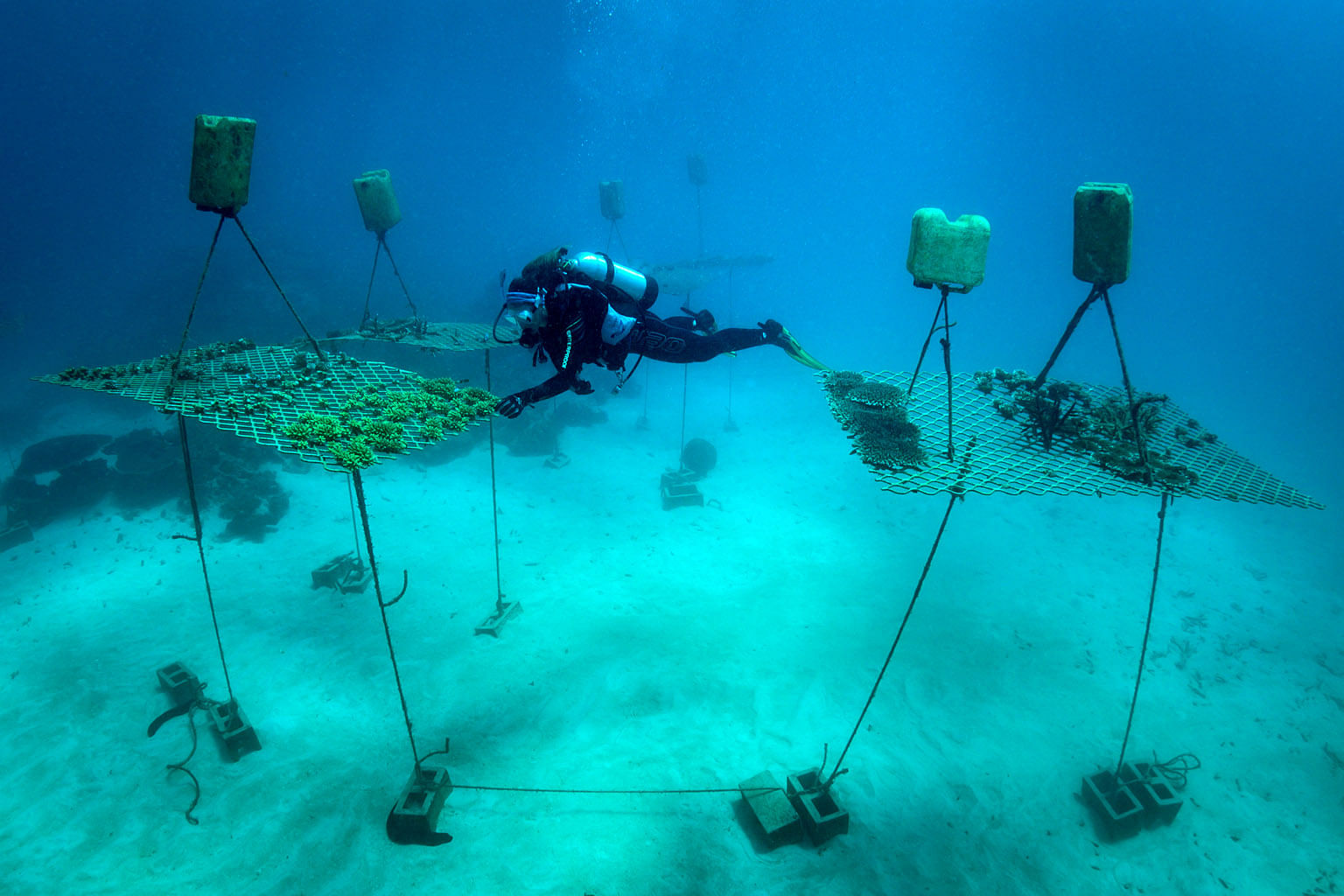 Dr Camp monitors corals growing in an underwater nursery on the Opal Reef, near Port Douglas. PHOTO: ROLEX/FRANCK GAZZOLA