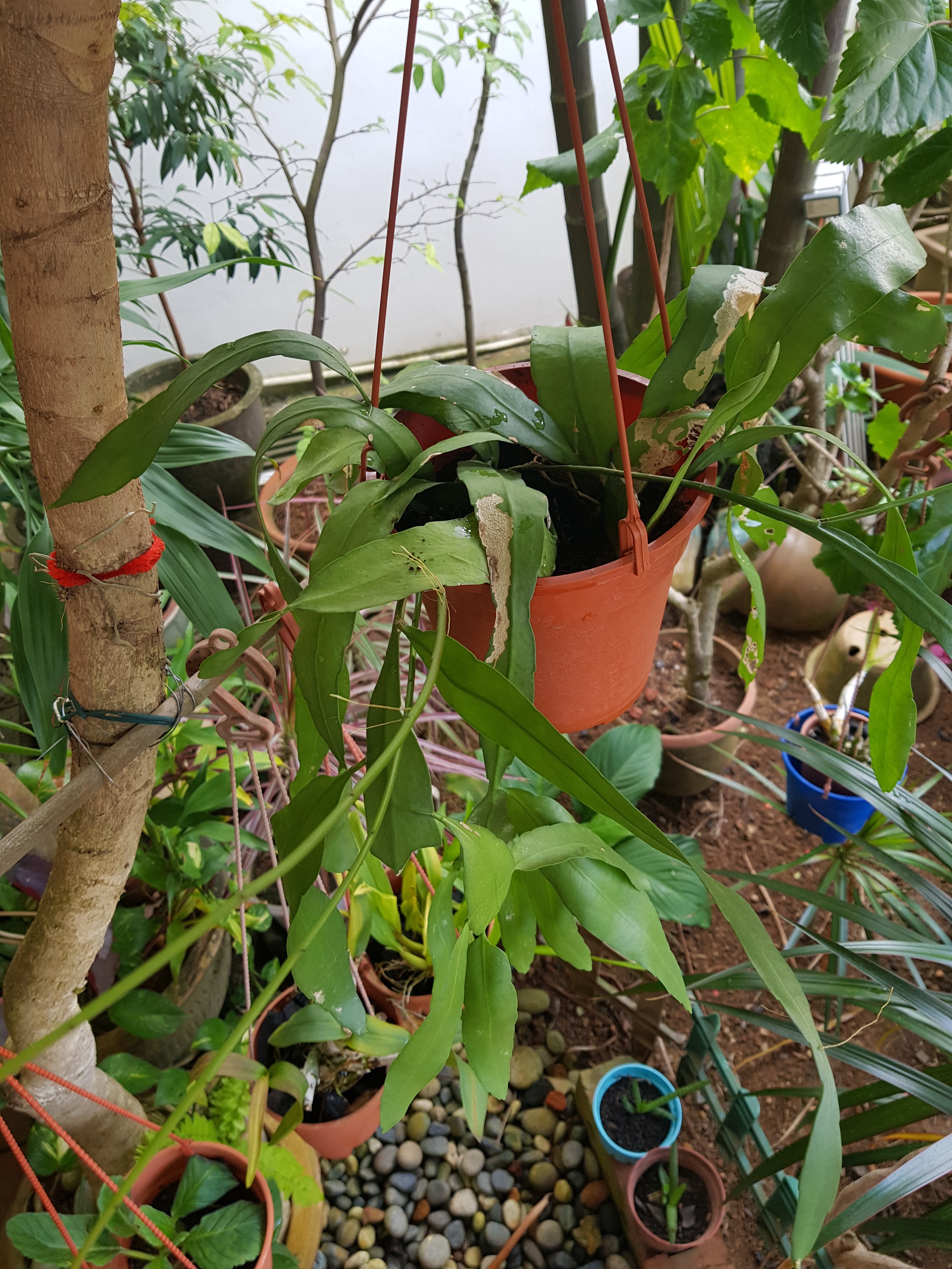 Root Awakening Indian Borage looks leggy