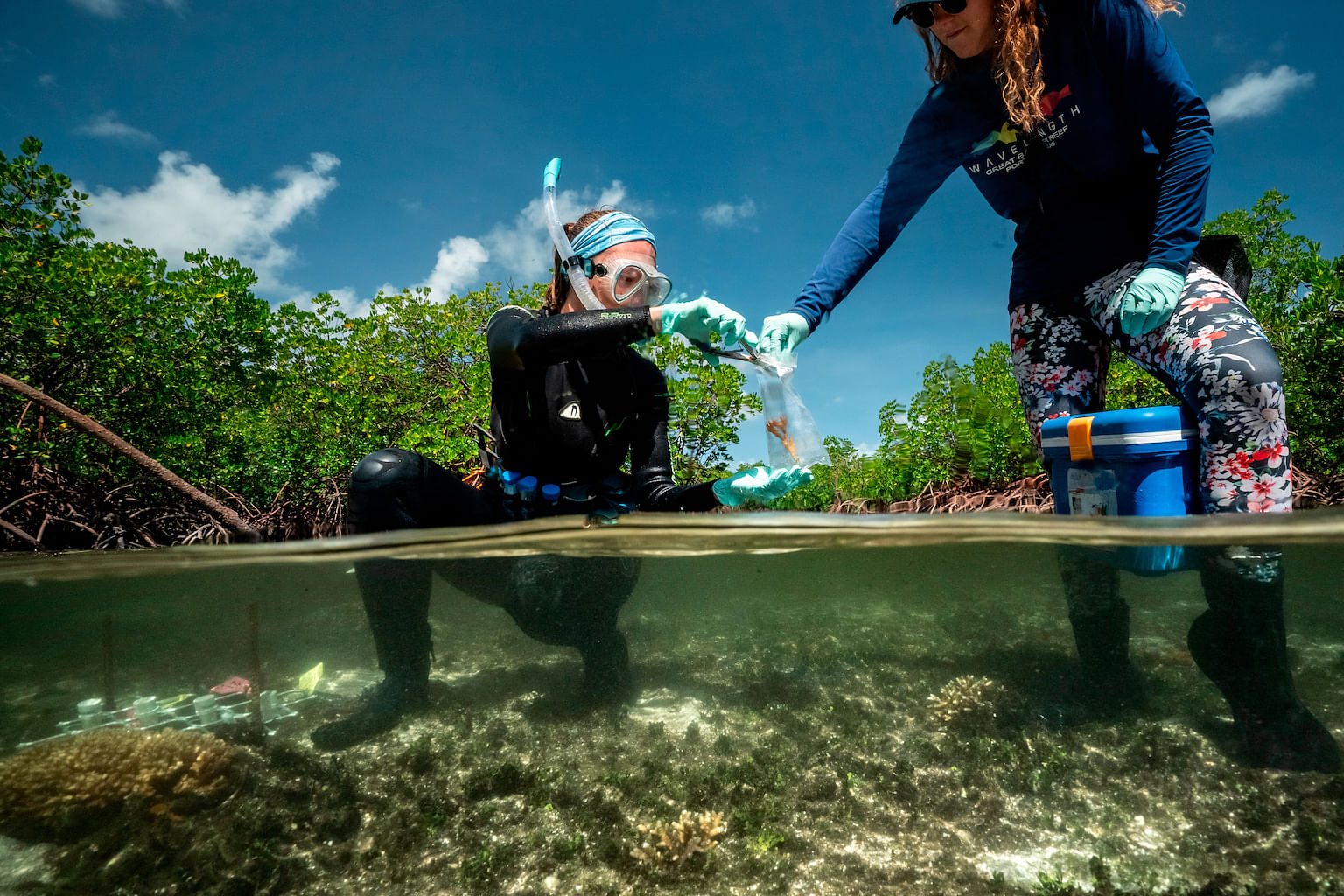 Dr Camp samples a freshly discovered coral colony for analysis in her lab. PHOTO: ROLEX/FRANCK GAZZOLA