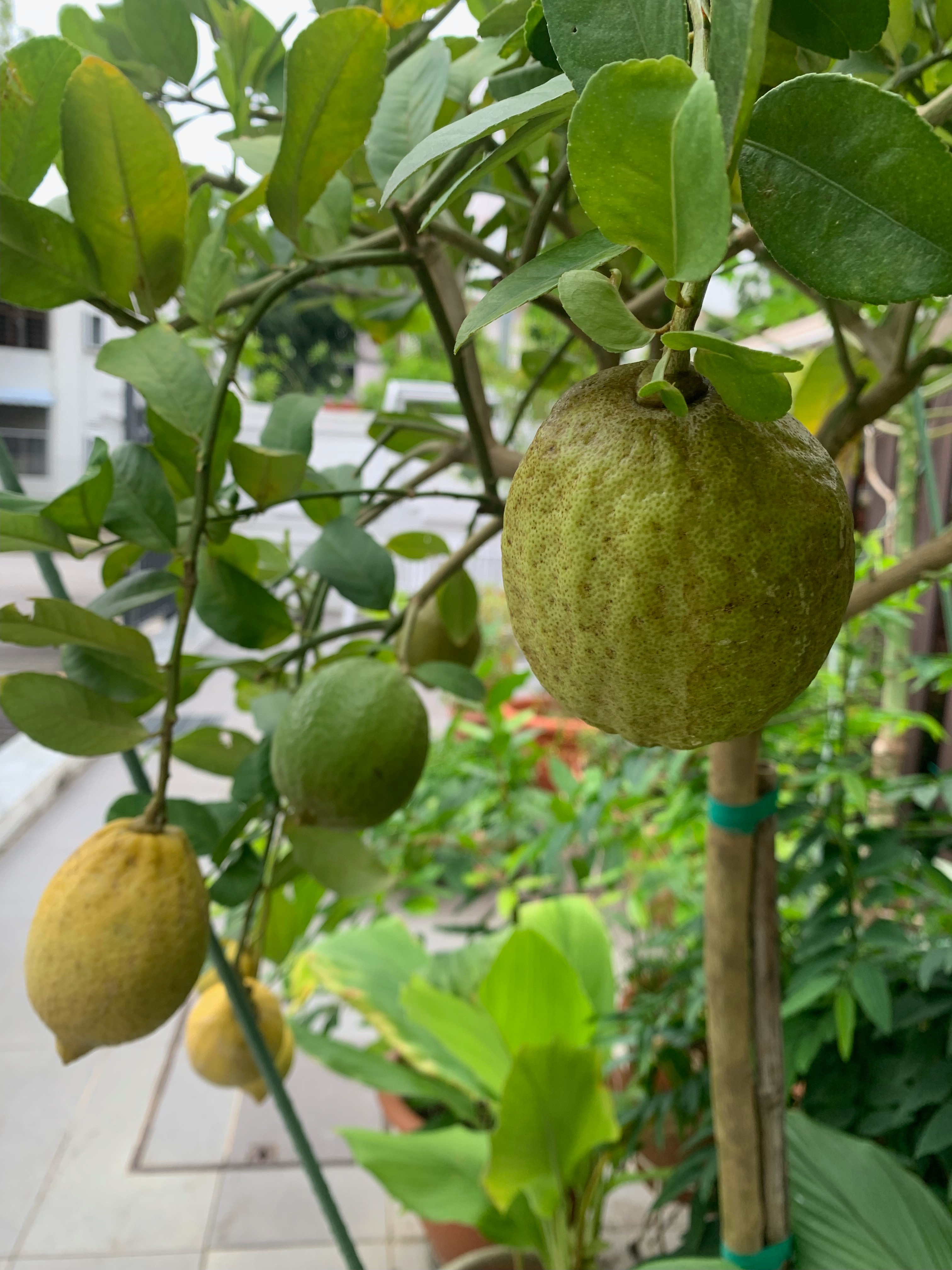Root Awakening Pomelo needs sunny spot to thrive The Straits Times