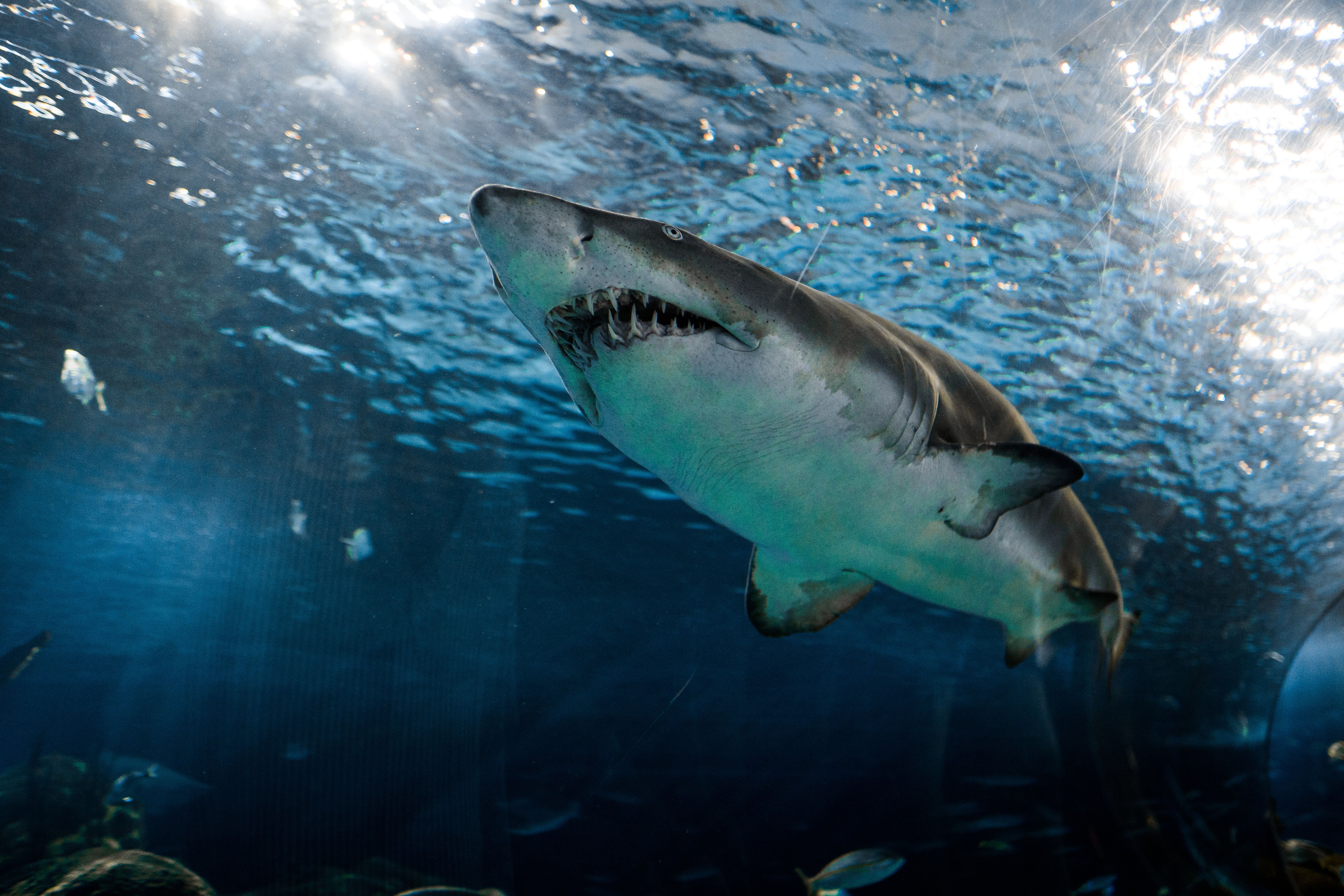 Болотная акула. Акула мако в Красном море. Акула мако нападение на человека.