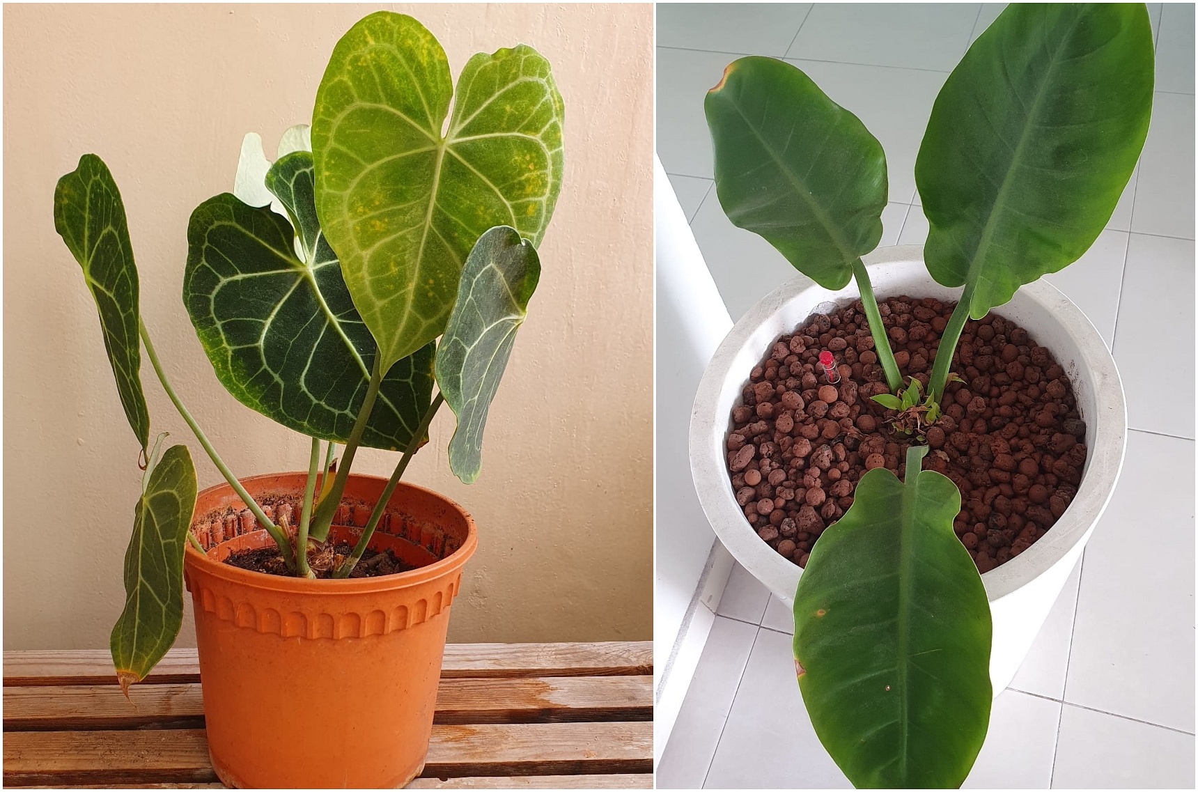 Root Awakening: Surinam Purslane is a leafy vegetable | The Straits Times