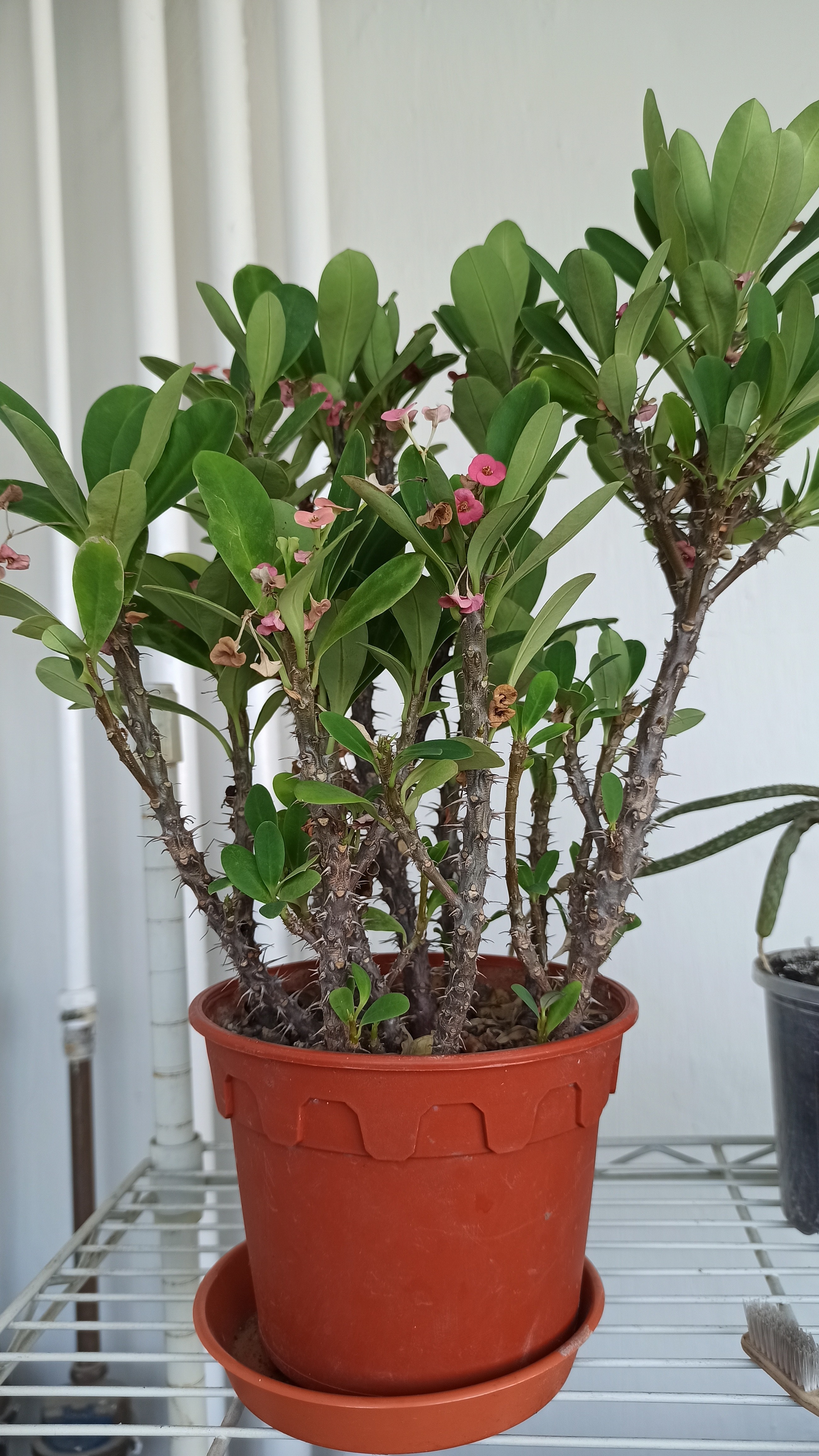 Root Awakening: Lady’s Finger’s Leaves Change Shape With Age 