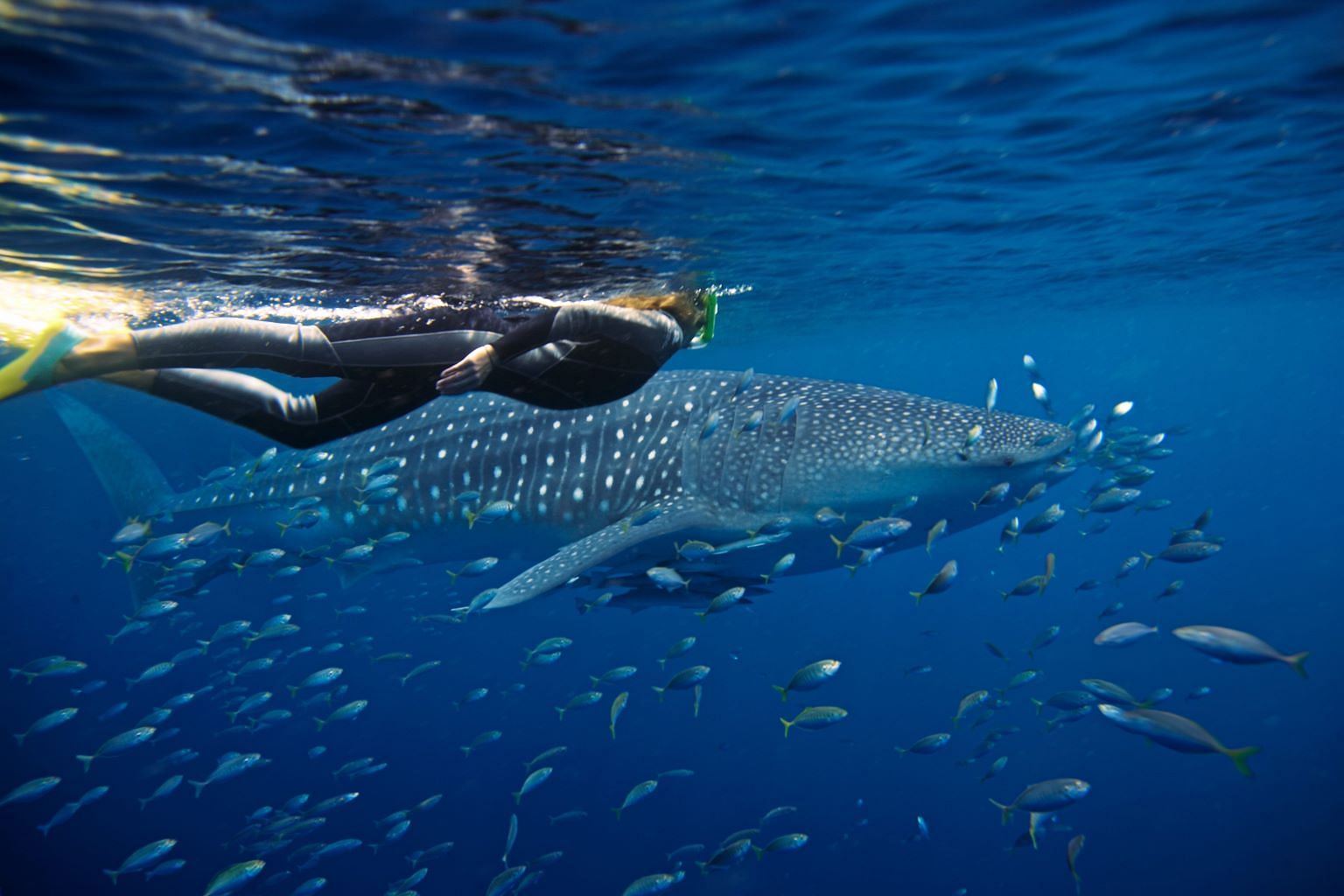 Vibrant coral, tropical fish and whale sharks in Ningaloo Reef 