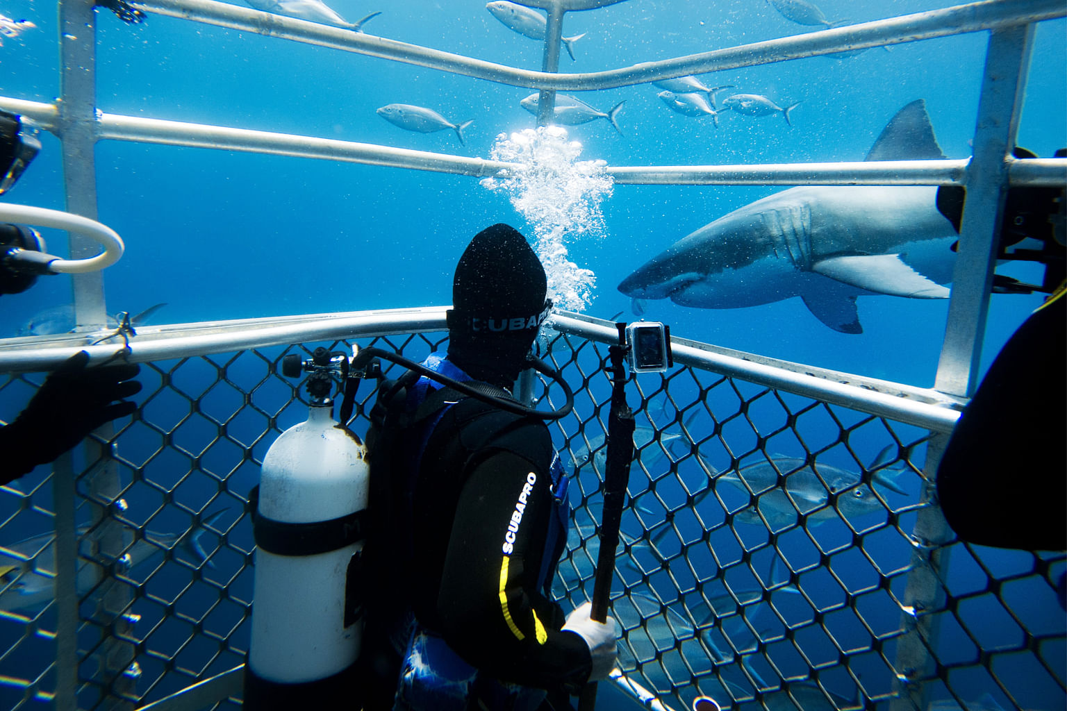 Port Lincoln cage diving with great white sharks