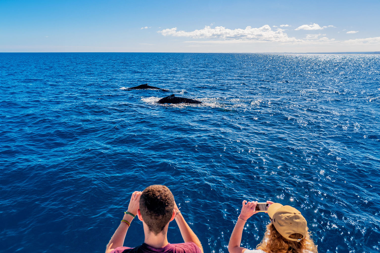 humpback whale migration at Hervey Bay