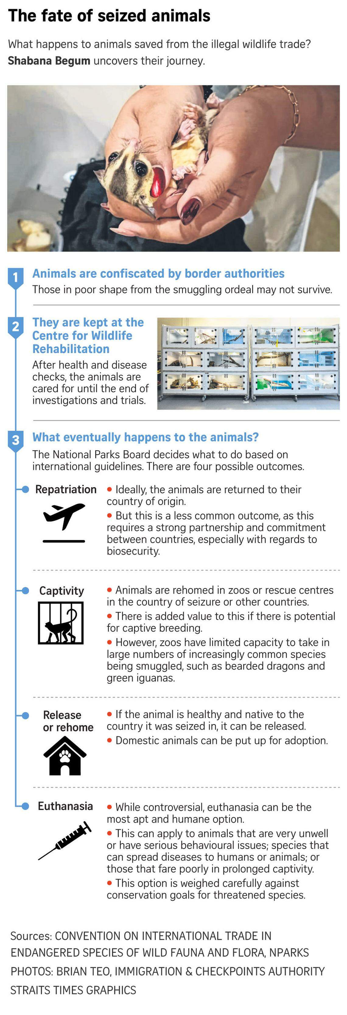 Could animals seized from the illegal wildlife trade strain S’pore’s ...