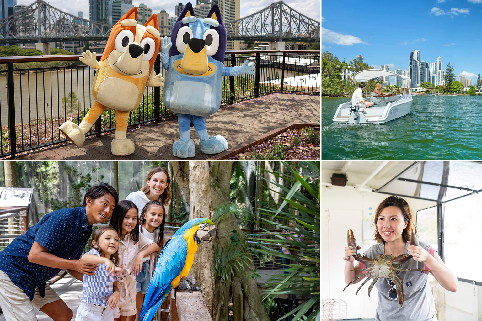 Bluey and bingo in Brisbane, GoBoat rides, a family looking at a rainbow lorikeet and a woman holding a crab