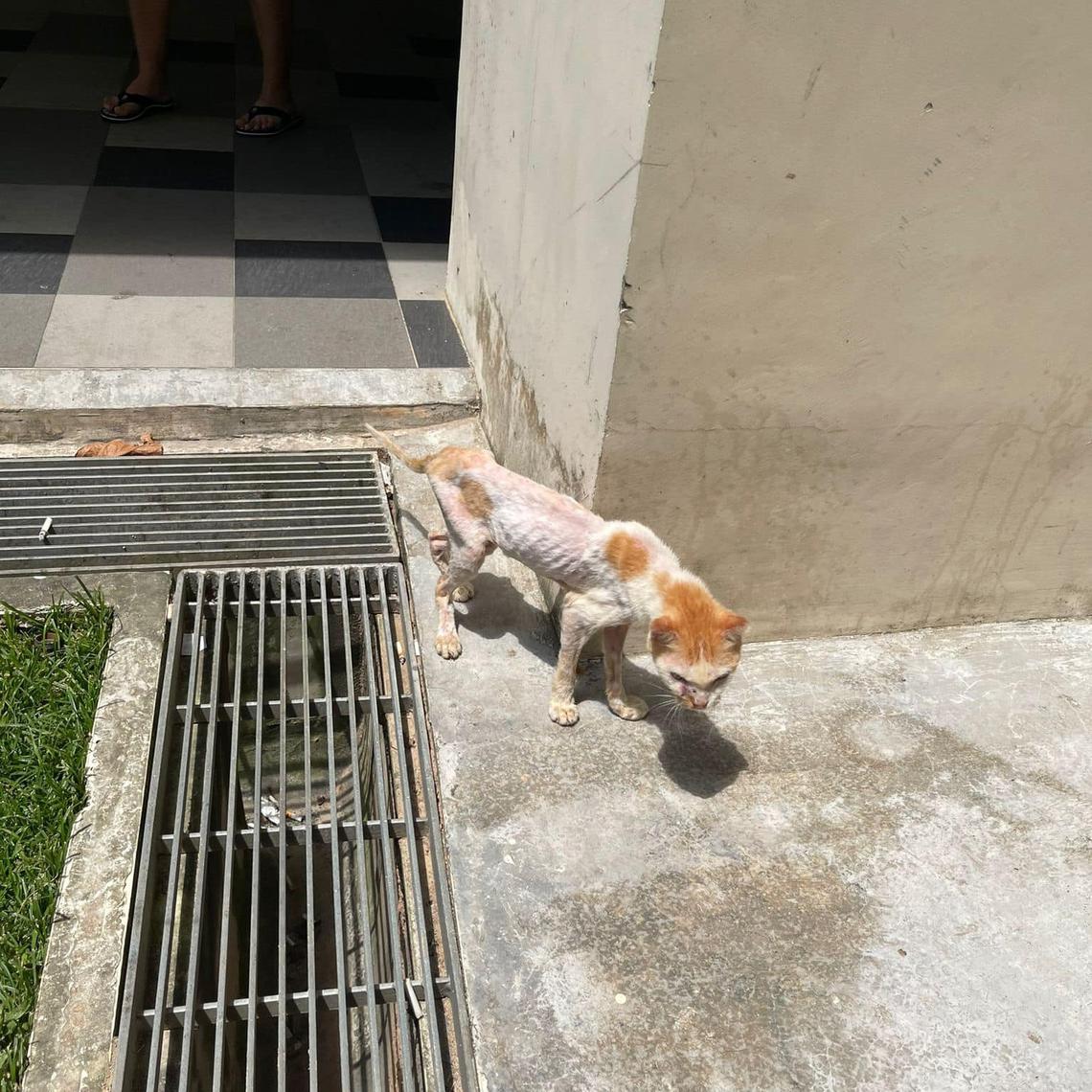 Cat rescuers lament surge in alleged abandonments, call for punitive