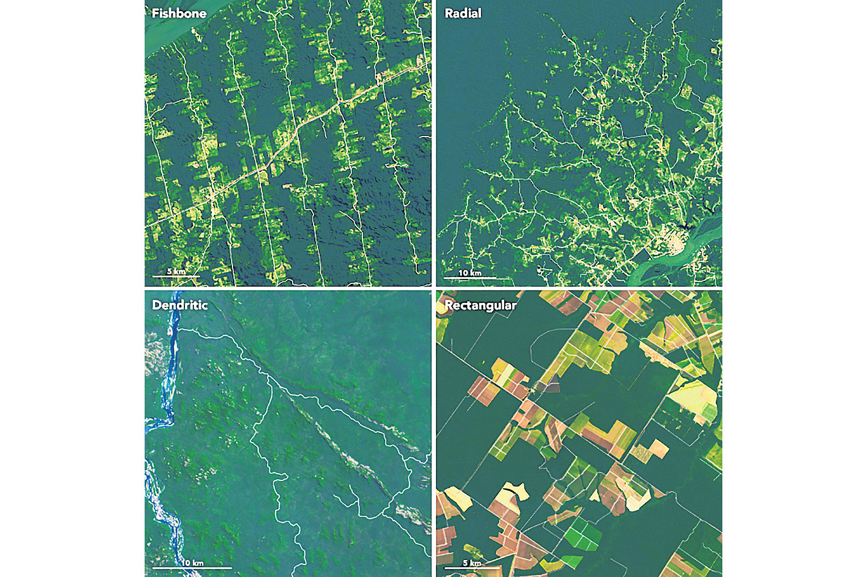 deforestation in indonesia case study