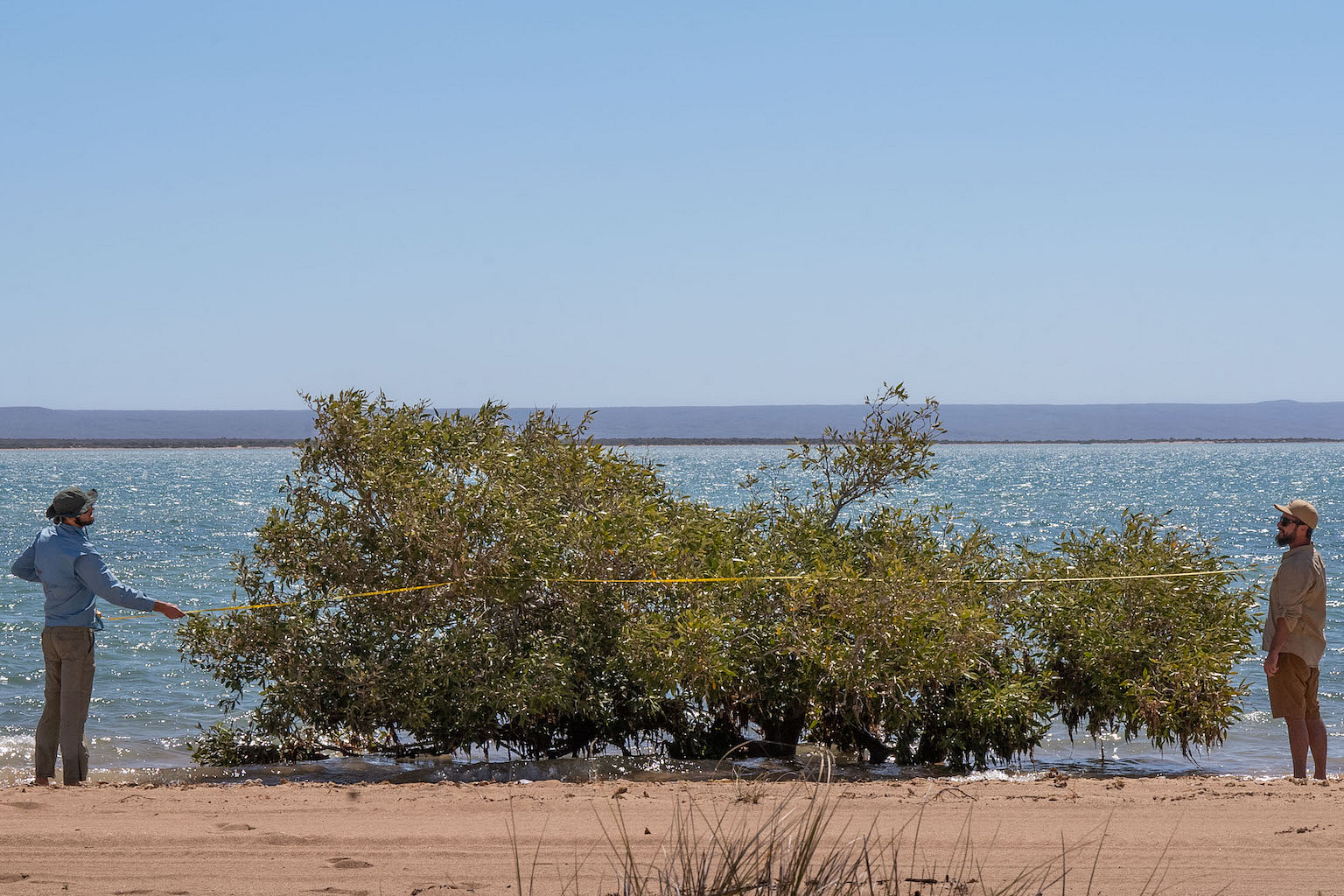 Why marine biologist is intent on saving Exmouth Gulf in Australia ...