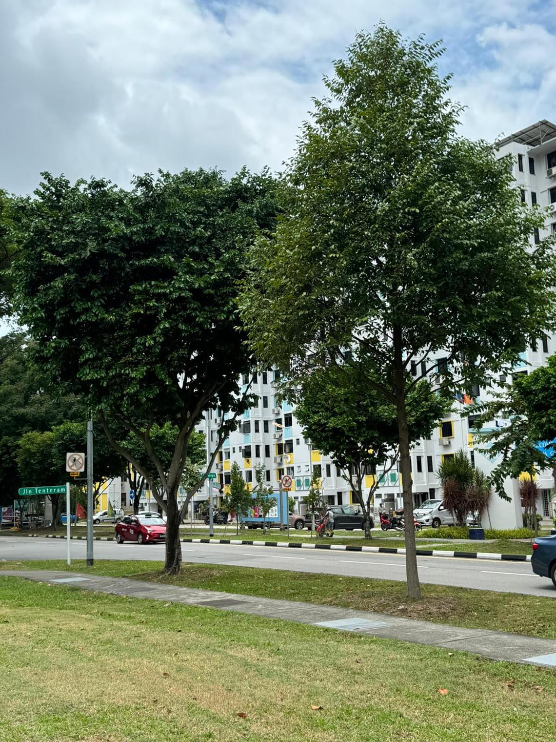 ‘Ents’ in Singapore? New research could uncover right soil conditions