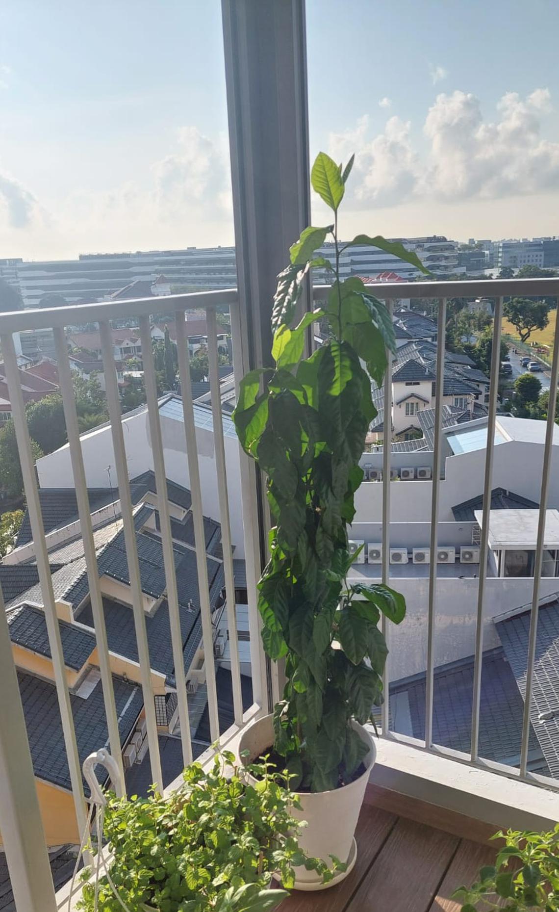 Root Awakening Australian Mulberry is a weed The Straits Times