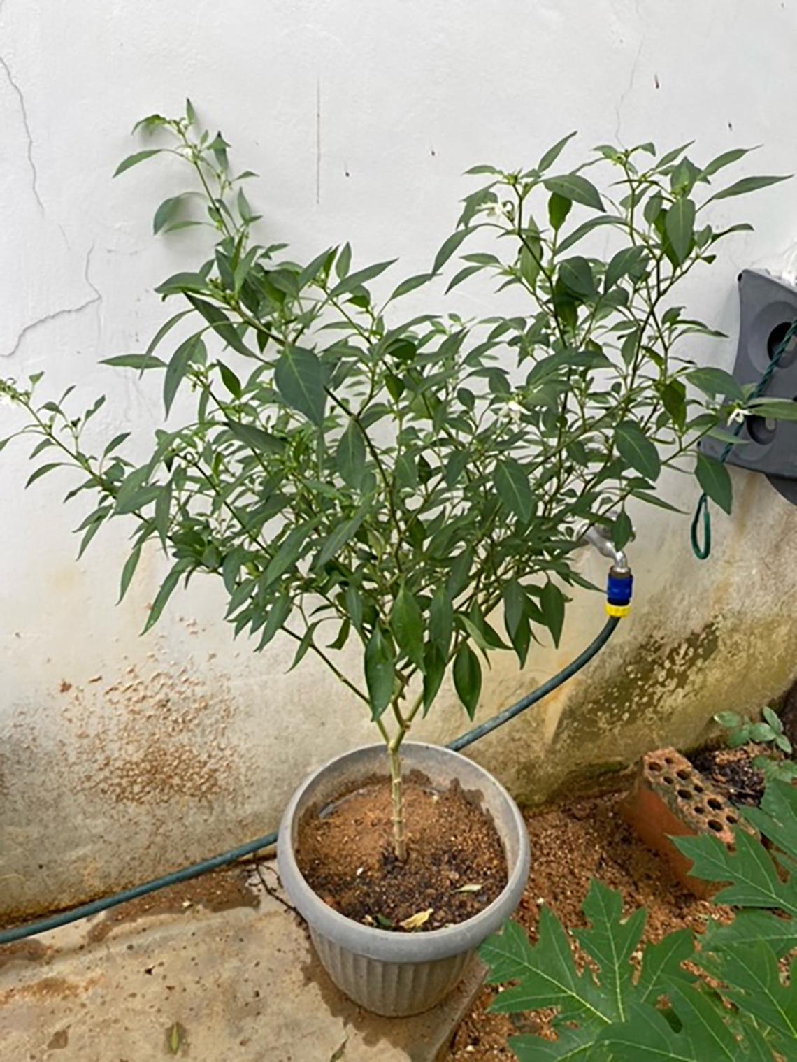 Root Awakening Bird’s Nest Snake Plant needs filtered light The