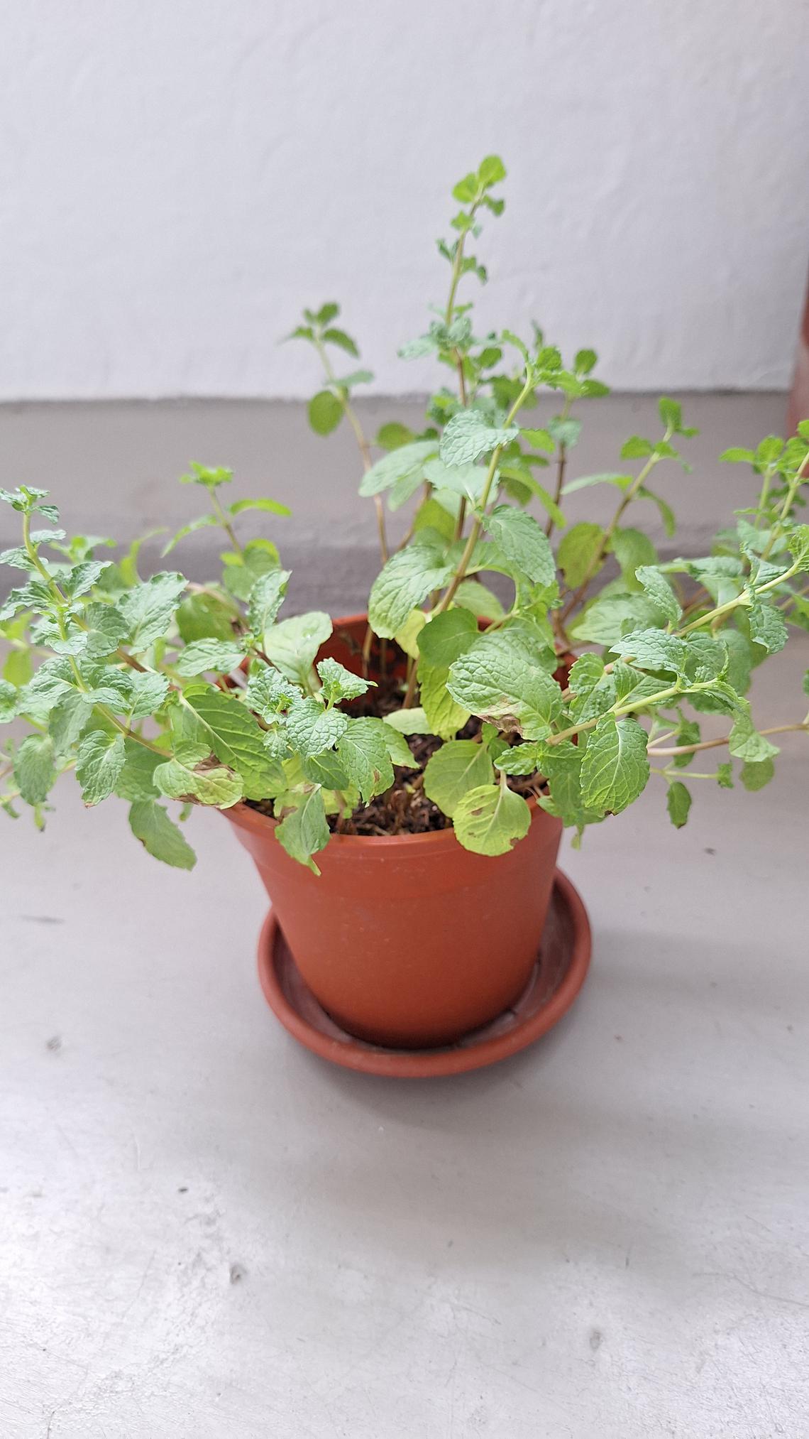 Root Awakening Bird’s Nest Snake Plant needs filtered light The