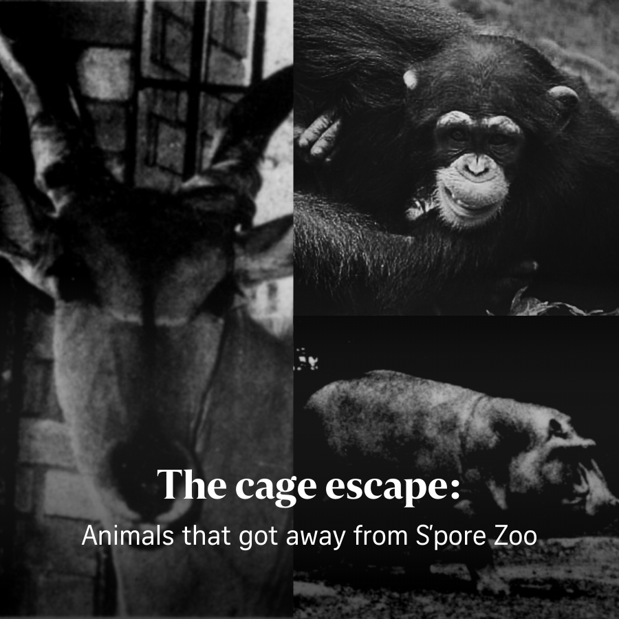 The Straits Times Breaking News Lifestyle Multimedia News the-straits-times-breaking-news-lifestyle-multimedia-news