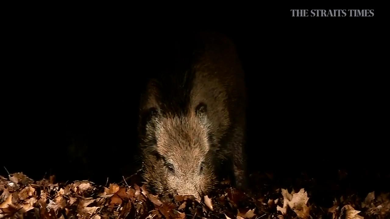 Denmark to begin work on border fence to combat African swine fever
