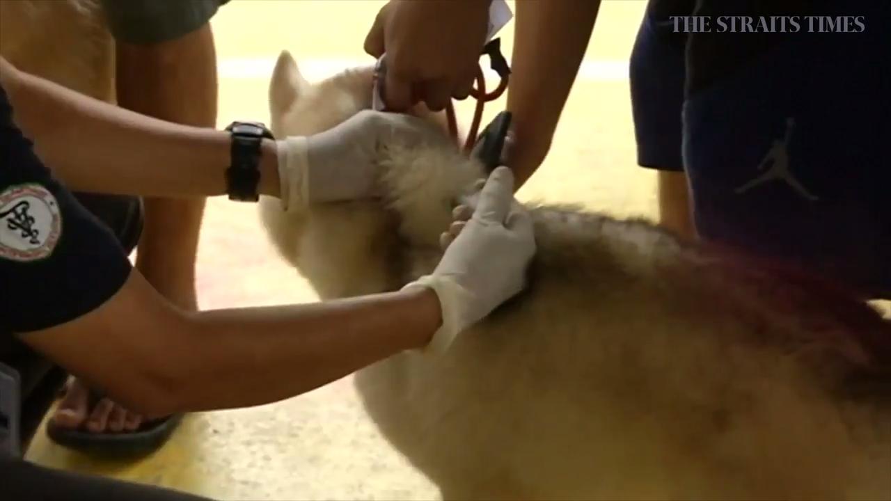 App tracks dog vaccinations in Philippine fight against rabies | The ...