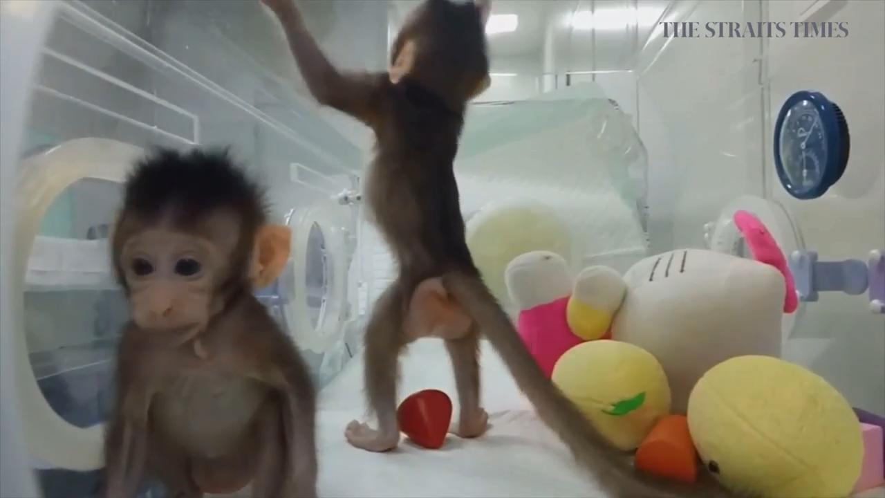 China scientists clone first monkeys made by same process that created ...