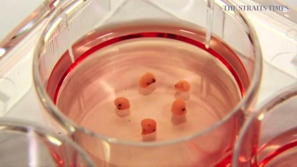 Singapore scientists take big lead in growing 'mini-brains' the size of ...