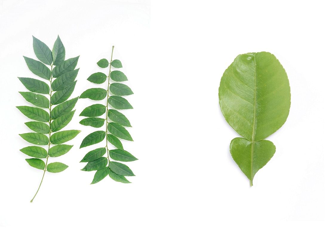 DEMPSEY ROAD Curry leaves are commonly used as flavouring in South Asian cooking. SEMBAWANG ROAD The leaves of a kaffir lime tree have a fragrant lime scent and are used in Thai cooking. The plant is thorny and its fruit has a bumpy exterior. It is also k