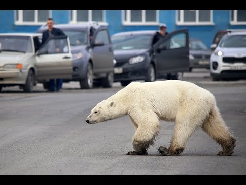 lost-polar-bear-taken-to-siberian-zoo-to-be-treated-the-straits-times