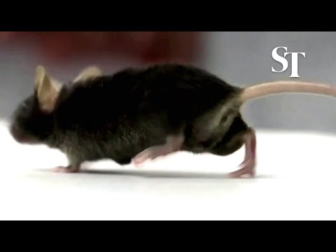 German scientists make paralysed mice walk again | The Straits Times